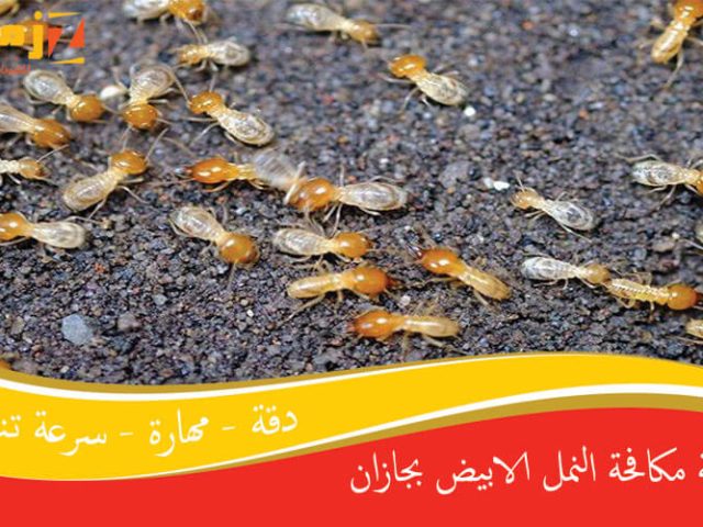 شركة مكافحة النمل الابيض بجازان