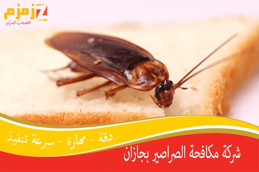 شركة مكافحة صراصير بجازان: دليلك الشامل لحل مشكلة الصراصير