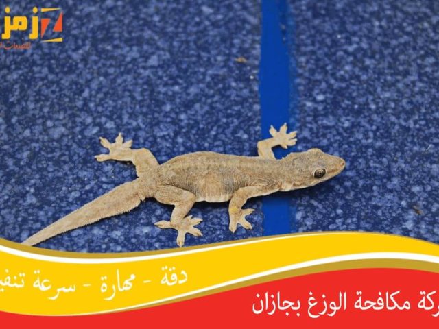شركة مكافحة الوزغ بجازان