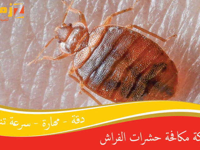 شركة مكافحة حشرات الفراش