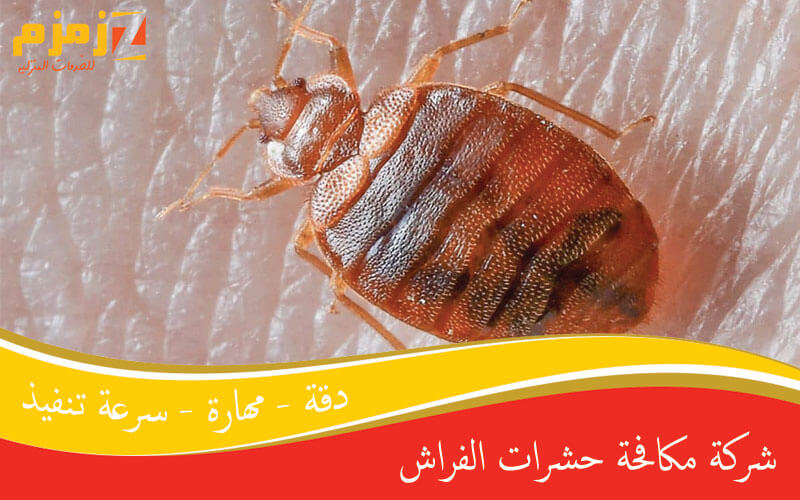 شركة مكافحة حشرات الفراش