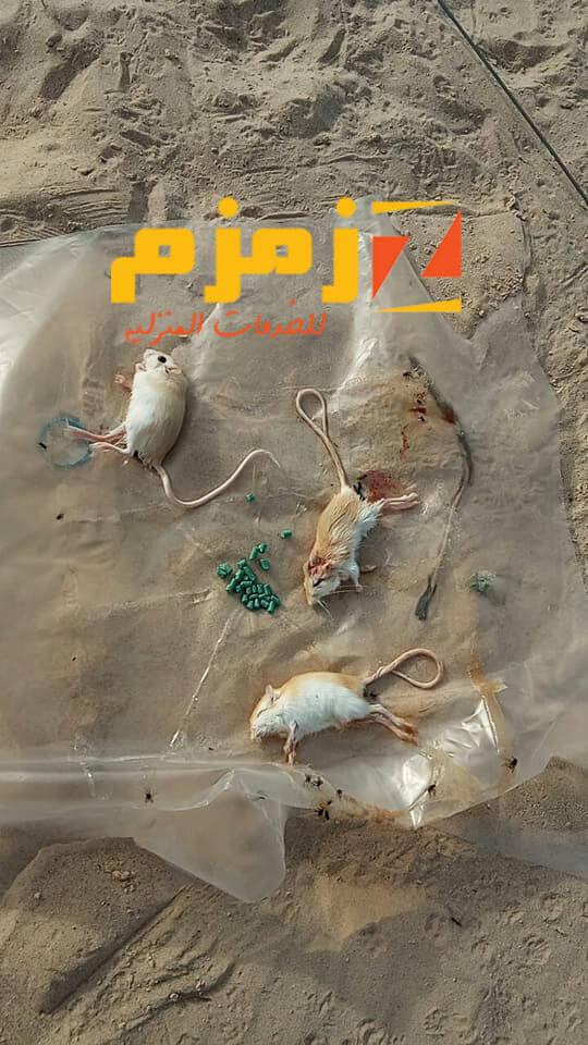 مكافحة الفئران المنزلية
