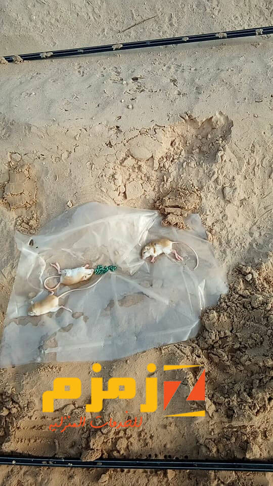 التخلص من الفئران