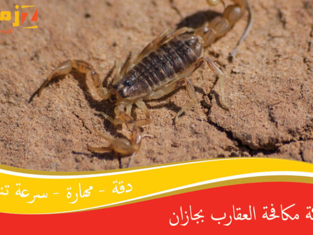 شركة مكافحة العقارب بجازان