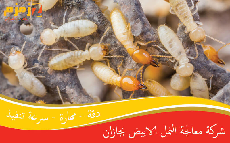 شركة معالجة النمل الابيض بجازان
