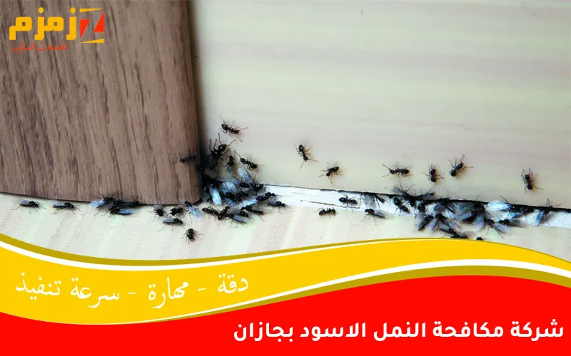 شركة مكافحة النمل الاسود بجازان